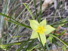 Hibbertia striata
