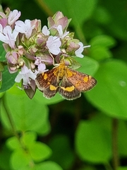 Pyrausta aurata