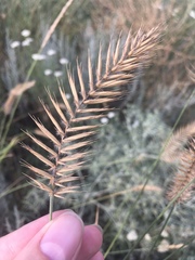Agropyron cristatum