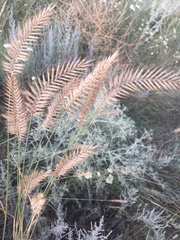 Agropyron cristatum