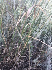 Agropyron cristatum