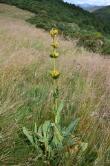 Gentiana lutea aurantiaca