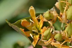 Gentiana lutea aurantiaca