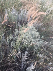 Agropyron cristatum