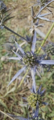 Eryngium amethystinum