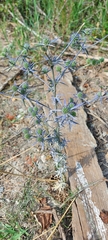 Eryngium amethystinum