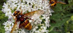 Milesia crabroniformis