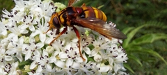 Milesia crabroniformis