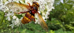 Milesia crabroniformis