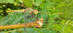 Sympetrum sanguineum