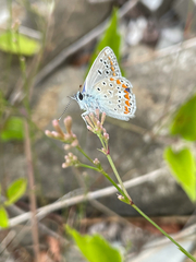 Polyommatus thersites