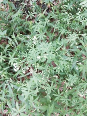 Galium intermedium