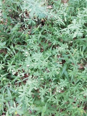 Galium intermedium