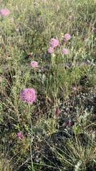 Allium lineare