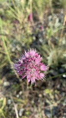 Allium lineare