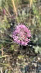 Allium lineare