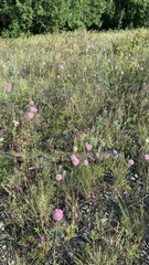 Allium lineare