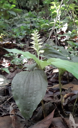 Tropidia angulosa iNat (1)