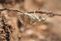 Cynaeda gigantea