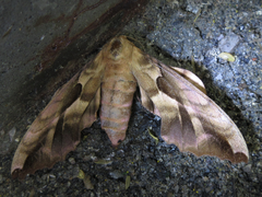 Phyllosphingia dissimilis