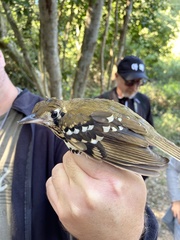 Geokichla guttata