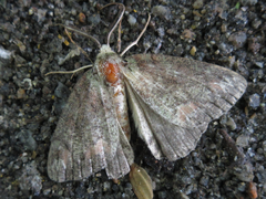 Dindica virescens