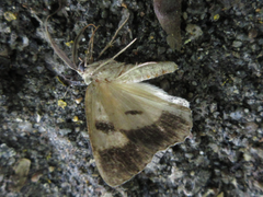 Dindica virescens