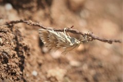 Cynaeda gigantea