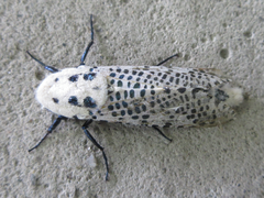 Zeuzera multistrigata