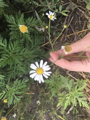 Tripleurospermum inodorum
