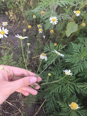 Tripleurospermum inodorum