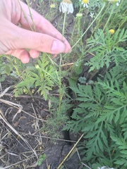 Tripleurospermum inodorum