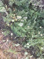 Tripleurospermum inodorum