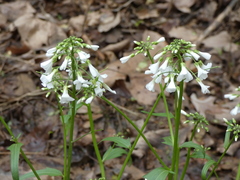 Cardamine bulbosa