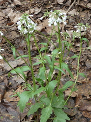 Cardamine bulbosa