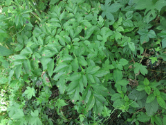 Angelica dahurica