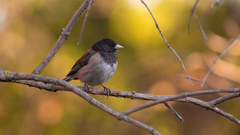 Junco hyemalis