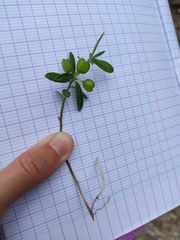 Polygaloides chamaebuxus