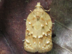 Acleris affinatana