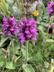 Betonica hirsuta