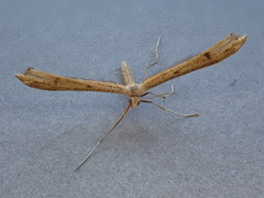 Stenoptilia pterodactyla