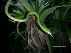 Ahaetulla mycterizans