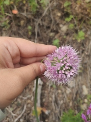 Allium nutans