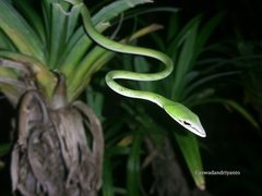 Ahaetulla mycterizans