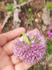 Allium nutans