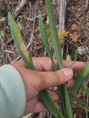 Allium nutans
