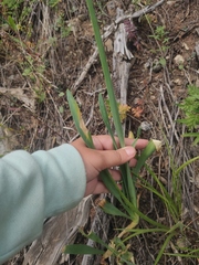 Allium nutans