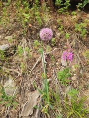 Allium nutans