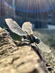 Orthetrum albistylum