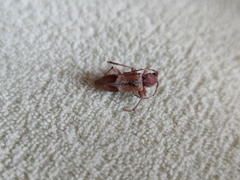 Trichoferus pallidus